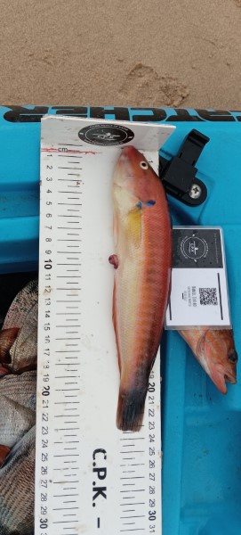 Fish Measure Picture